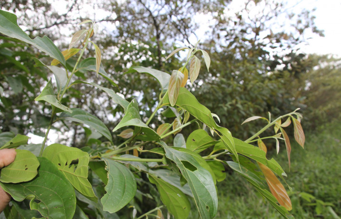Figura 17. de <i>Nectandra hihua</i></i> familia (Lauraceae) donde se alimenta la larva <i>Baritius maribellealvarezae</i></i> foto Pablo Umaña Calderón.