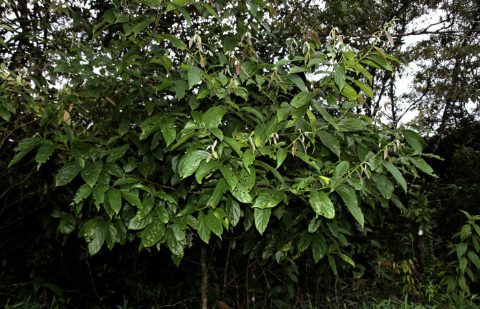 Figura 15. de <i>Nectandra hihua</i></i> familia (Lauraceae) donde se alimenta la larva <i>Baritius maribellealvarezae</i></i> foto Pablo Umaña Calderón.
