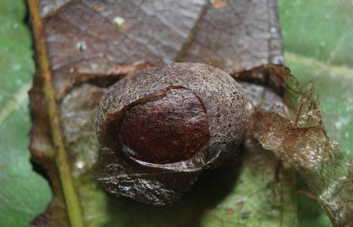 Figura 10. Capullo <i>Prolimacodes badia</i></i>, (Limacodidae), (15-SRNP-70370-DHJ726999.jpg).