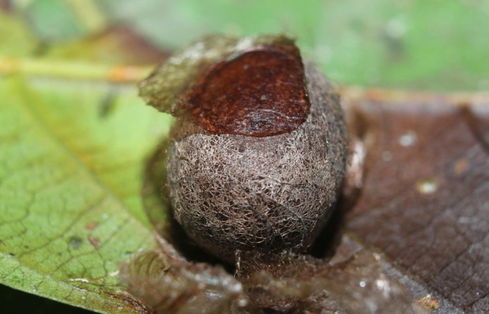 Figura 11. Capullo <i>Prolimacodes badia</i></i>, (Limacodidae), (15-SRNP-70370-DHJ727000.jpg).