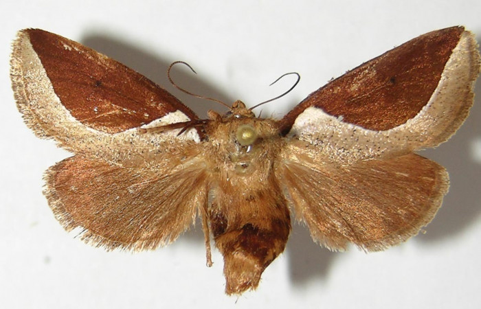 Figura 12. Adulto <i>Prolimacodes badia</i></i> (Limacodidae), posición vista dorsal. (92-SRNP-4830-DHJ520724).