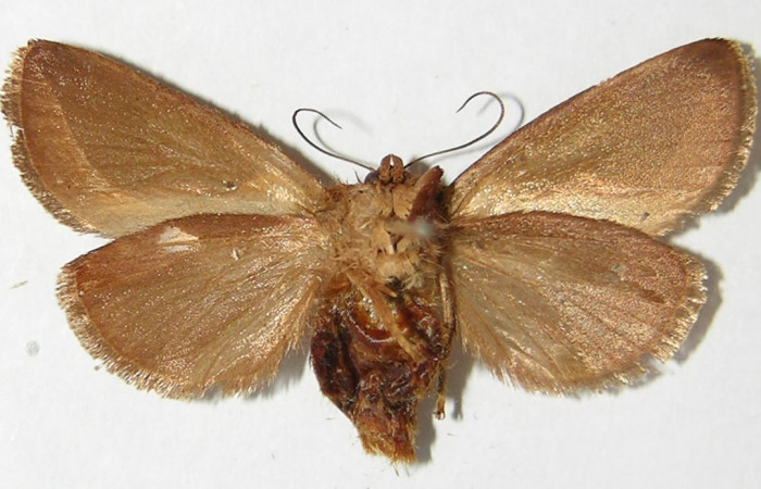 Figura 13. Adulto <i>Prolimacodes badia</i></i> (Limacodidae), posición vista central. (92-SRNP-4830-DHJ520725).