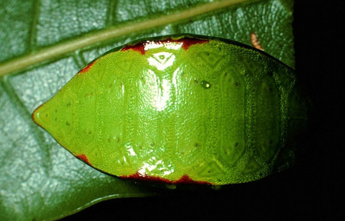 Figura 14. Dorsal entero <i>Prolimacodes badia</i></i>, (Limacodidae), en la planta <i>Quercus cortesii</i></i> (Fagaceae). Sector Cacao, Cerro Pedregal (elevación 1080 metros). Colectada 13 julio 1999. (99-SRNP-1123-DHJ50476.jpg).