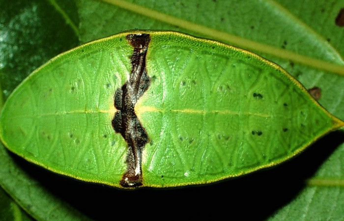 Figura 15. Dorsal entero <i>Prolimacodes montanus</i></i>, (Limacodidae), en la planta <i>Quercus cortesii</i></i> (Fagaceae). Sector San Cristobal, Quebrada Cementerio (elevación 700 metros). Colectada 11 junio 2001. (01-SRNP-2043-DHJ57996.jpg).