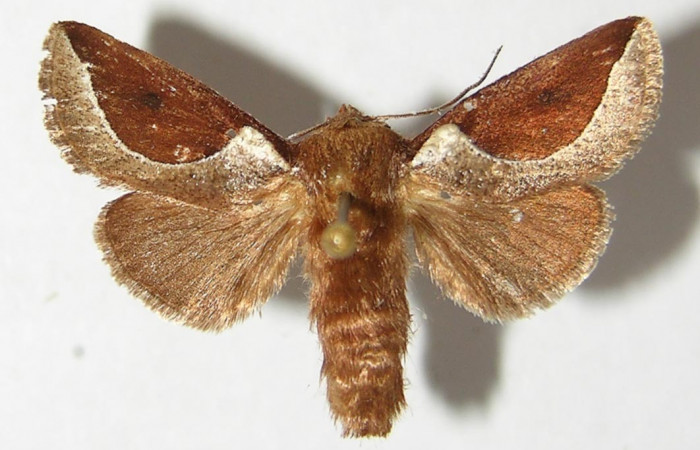 Figura 16. Adulto <i>Prolimacodes badia</i></i> (Limacodidae), posición vista dorsal. (94-SRNP-5468-DHJ520722).