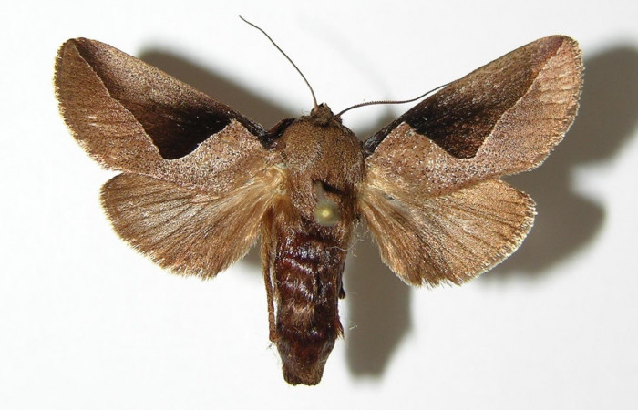 Figura 17. Adulto <i>Prolimacodes montanus</i></i> (Limacodidae), posición vista dorsal. (05-SRNP-3278-DHJ337358).