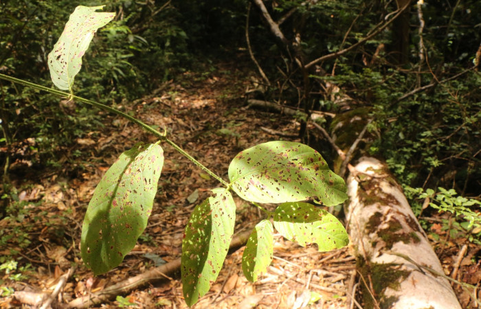 Figura 18. Planta hospedera, <i>Uncaria tomentosa</i></i> (Rubiacae), de <i>Prolimacodes badia</i></i>, (Limacodidae). Foto, Ana Córdoba. 21 setiembre 2022.