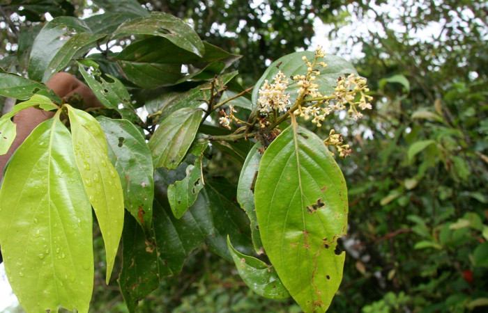 Figura 19. Planta hospedera, <i>Nectandra hihua</i></i> (Lauraceae), de <i>Prolimacodes montanus</i></i>, (Limacodidae). Foto, Jorge Hernández. 20 octubre 2008.