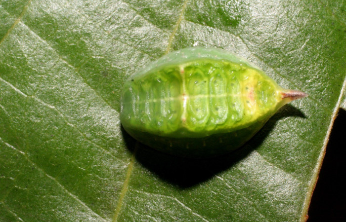 Figura 1. Dorsal entero <i>Prolimacodes badia</i></i>, (Limacodidae), en la planta <i>Uncaria tomentosa</i></i> (Rubiaceae). Sector Rincon Rain Forest, Estación Llanura (elevación 135 metros). Colectada 25 mayo 2009. (09-SRNP-44326-DHJ459711.jpg).