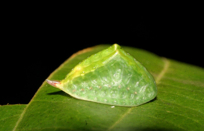 Figura 2. Lateral entero <i>Prolimacodes badia</i></i>, (Limacodidae), en la planta <i>Uncaria tomentosa</i></i> (Rubiaceae). Sector Rincon Rain Forest, Estación Llanura (elevación 135 metros). Colectada 25 mayo 2009. (09-SRNP-44326-DHJ459712.jpg).