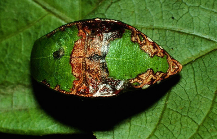 Figura 3. Dorsal entero <i>Prolimacodes badia</i></i>, (Limacodidae), en la planta <i>Inga vera</i></i> (Fabaceae). Sector Santa Rosa, Quebrada Puercos (elevación 155 metros). Colectada 17 julio 1999. (99-SRNP-10553-DHJ51617.jpg).