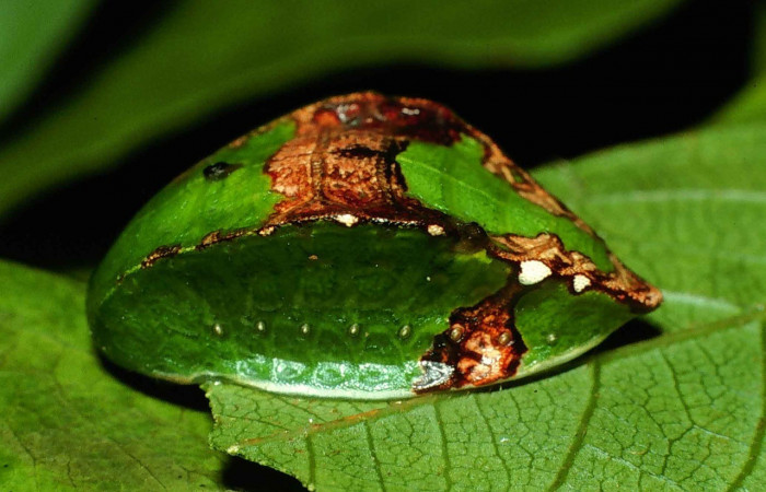 Figura 4. Lateral entero <i>Prolimacodes badia</i></i>, (Limacodidae), en la planta <i>Inga vera</i></i> (Fabaceae). Sector Santa Rosa, Quebrada Puercos (elevación 155 metros). Colectada 17 julio 1999. (99-SRNP-10553-DHJ51615.jpg).