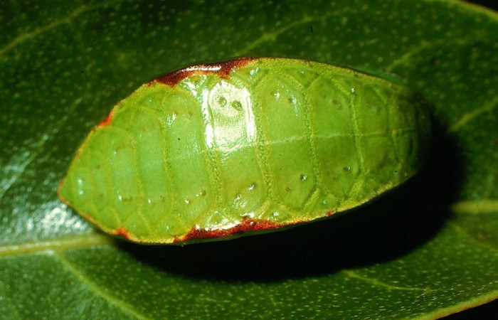 Figura 5. Dorsal entero <i>Prolimacodes badia</i></i>, (Limacodidae), en la planta <i>Inga vera</i></i> (Fabaceae). Sector Cacao, Estacion Conguera (elevación 570 metros). Colectada 12 julio 1995. (95-SRNP-6730-DHJ24073.jpg).