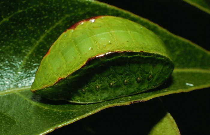 Figura 6. Lateral entero <i>Prolimacodes badia</i></i>, (Limacodidae), en la planta <i>Inga vera</i></i> (Fabaceae). Sector Cacao, Estacion Conguera (elevación 570 metros). Colectada 12 julio 1995. (95-SRNP-6730-DHJ24071.jpg).