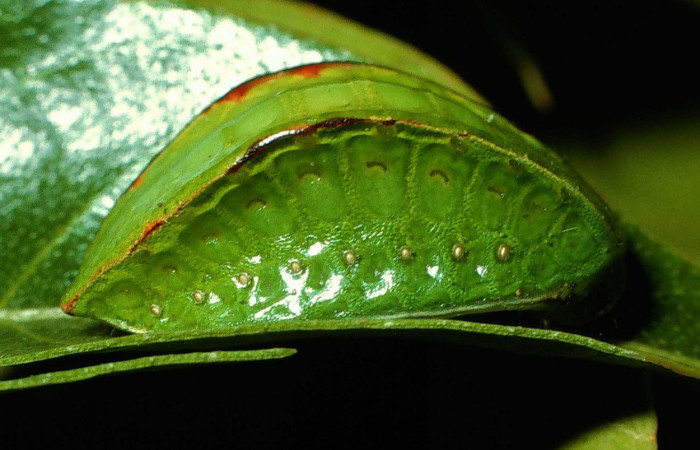 Figura 7. Lateral entero <i>Prolimacodes badia</i></i>, (Limacodidae), en la planta <i>Inga vera</i></i> (Fabaceae). Sector Cacao, Estacion Conguera (elevación 570 metros). Colectada 12 julio 1995. (95-SRNP-6730-DHJ24071.jpg).