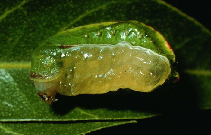 Figura 8. Ventral entero <i>Prolimacodes badia</i></i>, (Limacodidae), en la planta <i>Inga vera</i></i> (Fabaceae). Sector Cacao, Estacion Conguera (elevación 570 metros). Colectada 12 julio 1995. (95-SRNP-6730-DHJ24061.jpg).