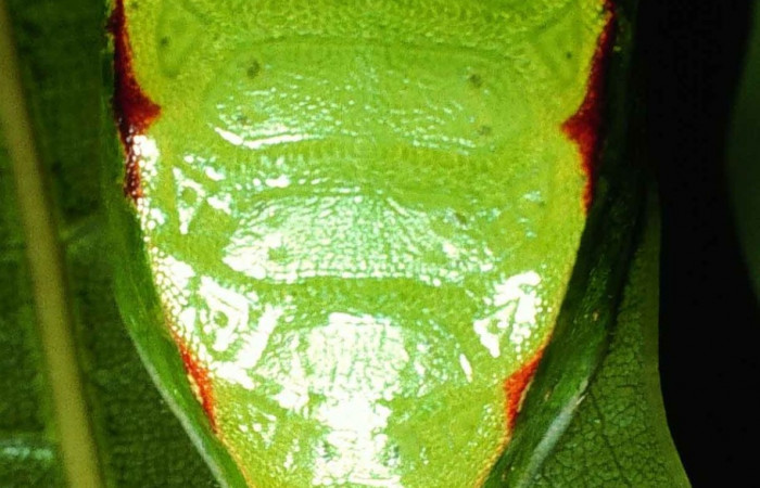 Figura 9. Parte posterior <i>Prolimacodes badia</i></i>, (Limacodidae), en la planta <i>Quercus cortesii</i></i> (Fagaceae). Sector Cacao, Cerro Pedregal (elevación 1080 metros). Colectada 13 julio 1995. (99-SRNP-1123-DHJ50476.jpg).