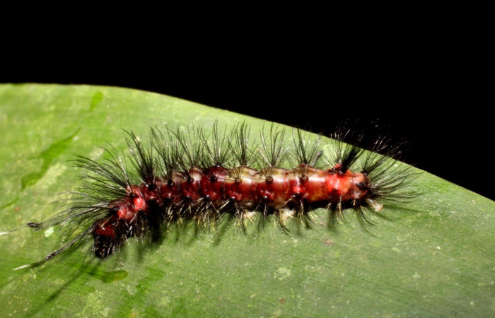 Larva en posición lateral de <i>Euagra delectans</i></i> (Erebidae), PU estadio. Sector
Pitilla, Sendero Mismo. Voucher 10-SRNP-31289-DHJ471873.jpg.