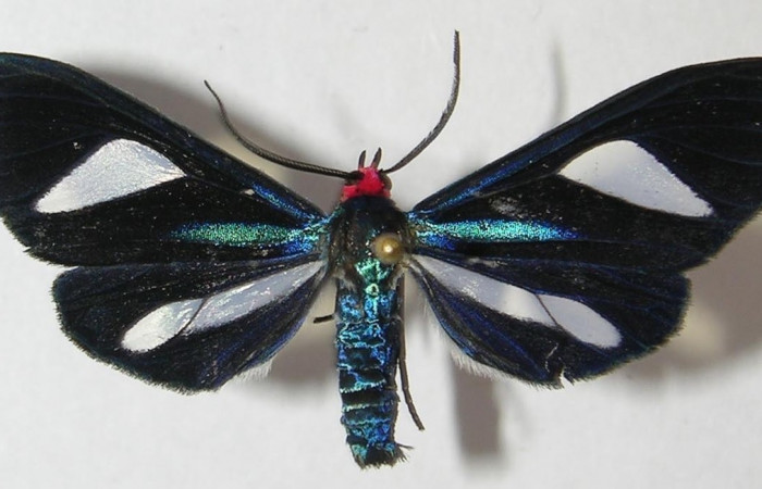 Figura 11. Adulto en posición central de Euagra delectans (Erebidae), U estadio. Sector Rincon Rain Forest, Sendero Anonas. Voucher 05-SRNP-32483-DHJ318415.
Adulto en posición dorsal de <i>Euagra haemanthus</i></i> (Erebidae). Sector Pitilla, Estación Pitilla. Voucher 11-SRNP-30248-DHJ543994.