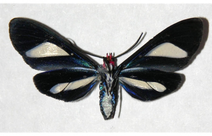 Adulto en posición central de <i>Euagra delectans</i></i> (Erebidae), U estadio. Sector Rincon Rain Forest, Sendero Anonas. Voucher 05-SRNP-32483-DHJ318415.