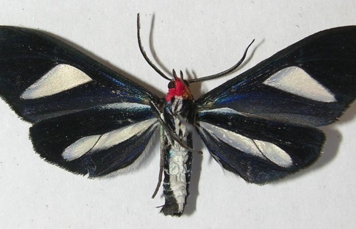 Adulto en posición ventral de <i>Euagra haemanthus</i></i> (Erebidae). Sector Pitilla, Estación Pitilla. Voucher 11-SRNP-30248-DHJ543995.