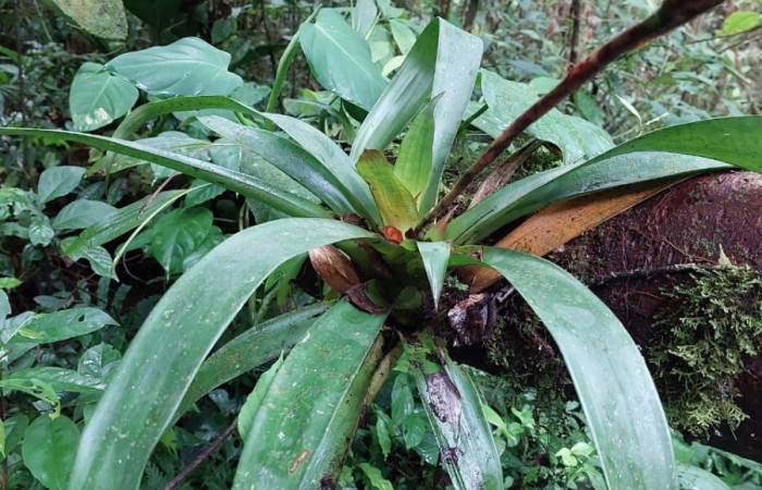 <i>Werauhia gladioliflora</i></i> (Bromeliaceae), planta hospedera de <i>Euagra delectans</i></i> (Erebidae). Sector San Cristóbal, Rió Blanco Abajo. Foto, Elda Araya, 21 Setiembre 2022.