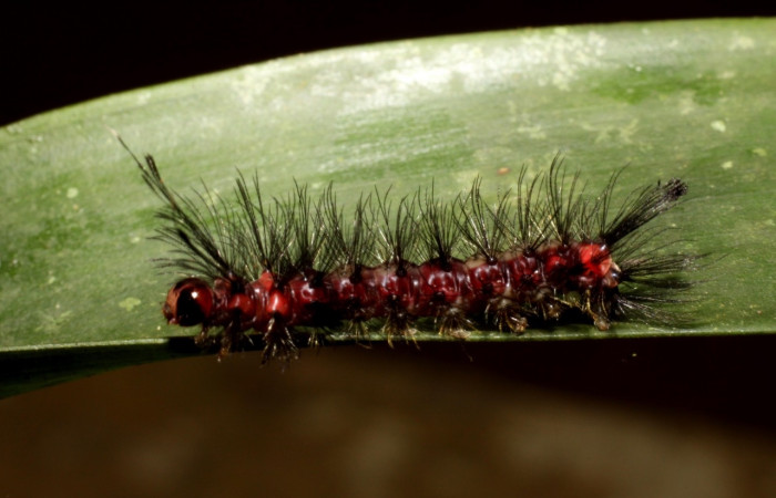 Larva en posición lateral de <i>Euagra delectans</i></i>
(Erebidae), U estadio. Sector Pitilla, Sendero Mismo. Voucher
10-SRNP-31289-DHJ471878.jpg.