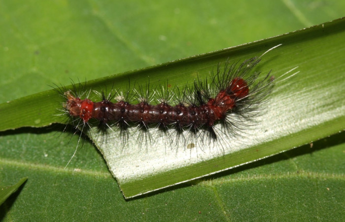 Larva en posición dorsal de <i>Euagra haemanthus</i></i> (Erebidae), PU estadio. Sector Pitilla, Sendero Mismo. Voucher 12-SRNP-31667-DHJ700189.jpg.