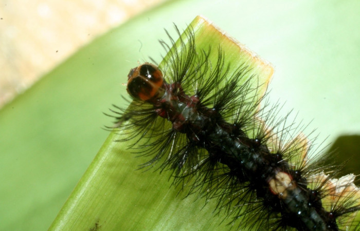 Larva en posición lateral de <i>Euagra delectans</i></i> (Erebidae), U estadio. Sector Rincon Rain Forest, Sendero Anonas. Voucher 09-SRNP-41238-DHJ459506.jpg.