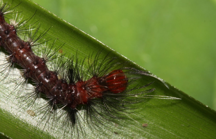 Larva en posición dorsal de <i>Euagra haemanthus</i></i> (Erebidae), PU estadio. Sector Pitilla, Sendero Mismo. Voucher 12-SRNP-31667-DHJ700190.jpg.