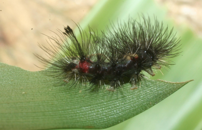 Cola en posición lateral de <i>Euagra delectans</i></i> (Erebidae), U estadio. Sector Rincon Rain Forest, Sendero Anonas. Voucher 09-SRNP-41238-DHJ459502.jpg.