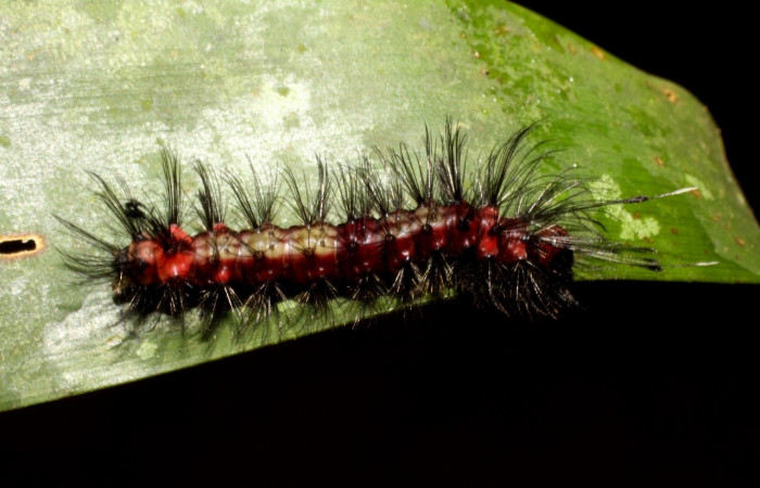 Larva en posición lateral de <i>Euagra delectans</i></i> (Erebidae), U estadio. Sector Pitilla, Sendero Mismo. Voucher
10-SRNP-31289-DHJ471875.jpg.