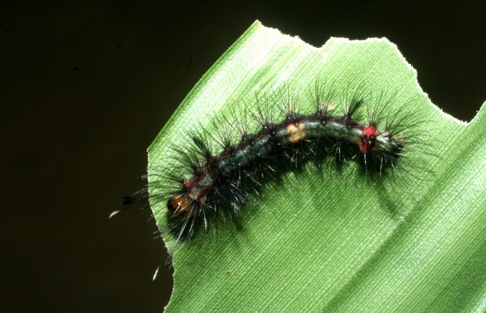 Larva en posición dorsal de <i>Euagra delectans</i></i> (Erebidae), U estadio. Sector Rincon Rain Forest, Sendero Anonas. Voucher 09-SRNP-41238-DHJ459497.jpg.
