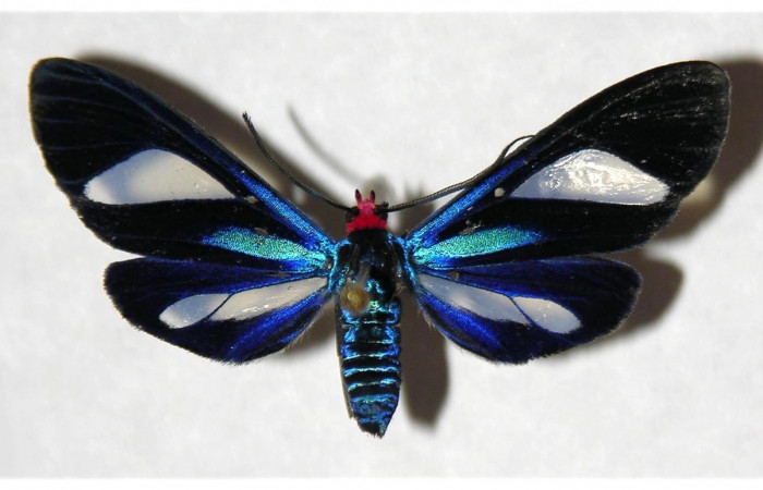 Adulto en posición dorsal de <i>Euagra delectans</i></i> (Erebidae), U estadio. Sector Rincon Rain Forest, Sendero Anonas. Voucher 05-SRNP-32483-DHJ318414.