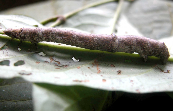 Figura 10. Larva <i>Oxydia apidania clarata</i></i>, Geometridae, vista lateral. (03-SRNP-8862-DHJ402226).