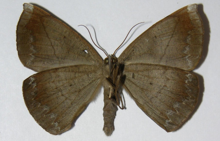 Figura 2. Adulto de <i>Oxydia apidania clarata</i></i> (macho), vista ventral. (04-SRNP-2657-DHJ326153).