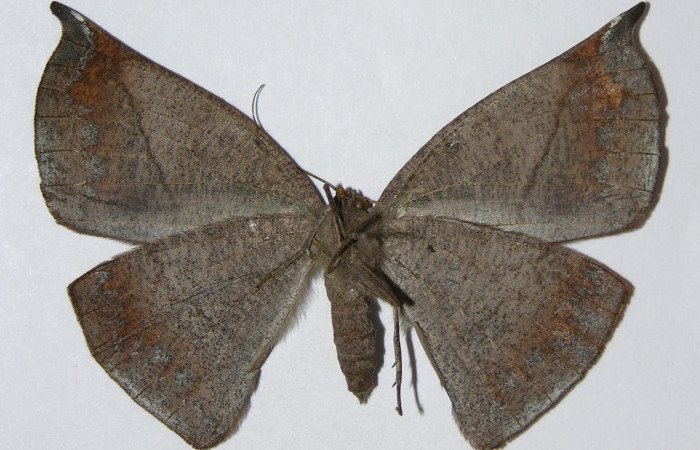 Figura 4. Adulto de <i>Oxydia apidania clarata</i></i> (hembra), vista ventral. (04-SRNP-2658-DHJ326155).