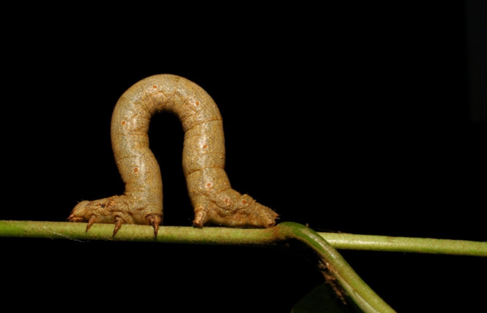 Figura 8. Larva <i>Oxydia apidania clarata</i></i>, Geometridae, vista lateral. (05-SRNP-23061-DHJ403702).
