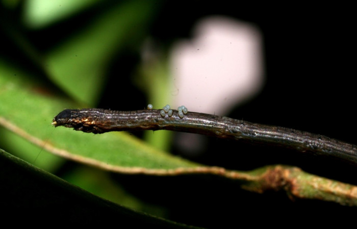 Figura 16.  Larvitas parásitas de Eulophidae, <i>Euplectrus carlosarmientoi</i></i> , <i>Oxydia apidania clarata</i></i> (07-SRNP-47481-DHJ435026)