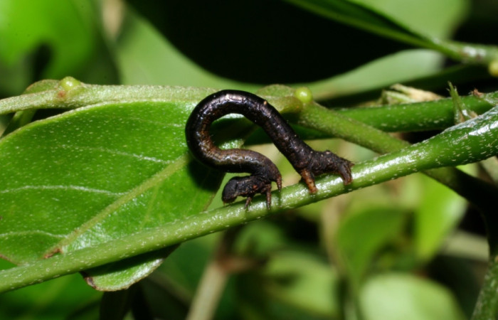 Figura 7. Larva <i>Oxydia apidania clarata</i></i>
, Geometridae, vista lateral. (07-SRNP-47487-DHJ447531).