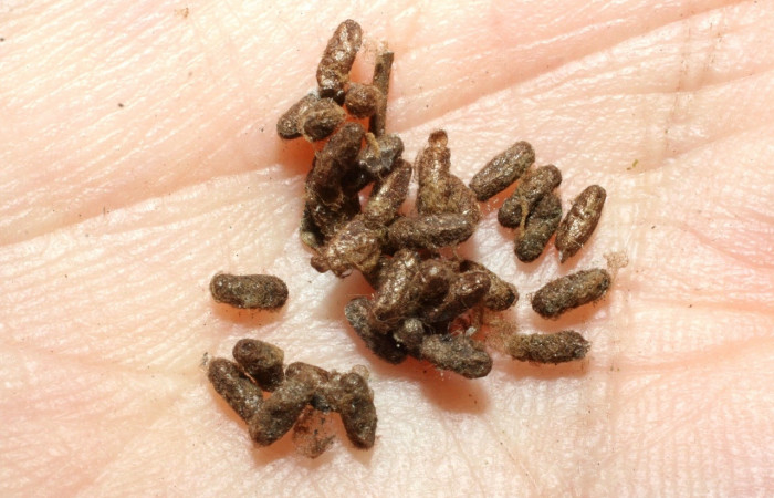 Figura 15. Capullos de la familia Braconidae, <i>Glyptapanteles daveschindeli</i></i>, parásito que ataca a la larva <i>Oxydia apidania clarata</i></i>. (08-SRNP-45004-DHJ462537). 
