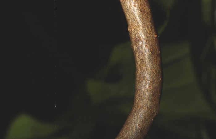 Figura 9. Larva <i>Oxydia apidania clarata</i></i>
, Geometridae, vista lateral. (17-SRNP-31183-DHJ736796).