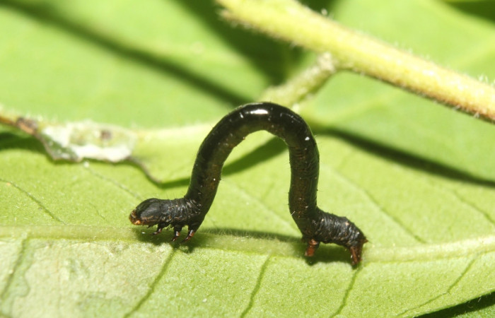 Figura 6. Larva <i>Oxydia apidania clarata</i></i>
, Geometridae, vista lateral. (17-SRNP-71497-DHJ738120).
