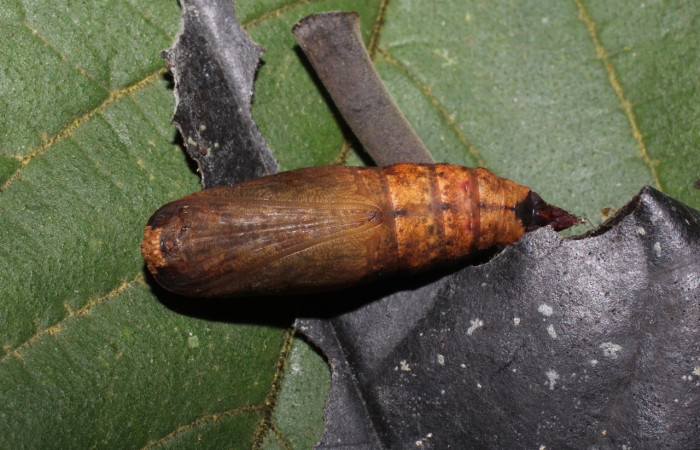 Figura 14 Prepupa de <i>Oxydia apidania clarata</i></i>, Geometridae, vista lateral,  (18-SRNP-20593-DHJ711594).