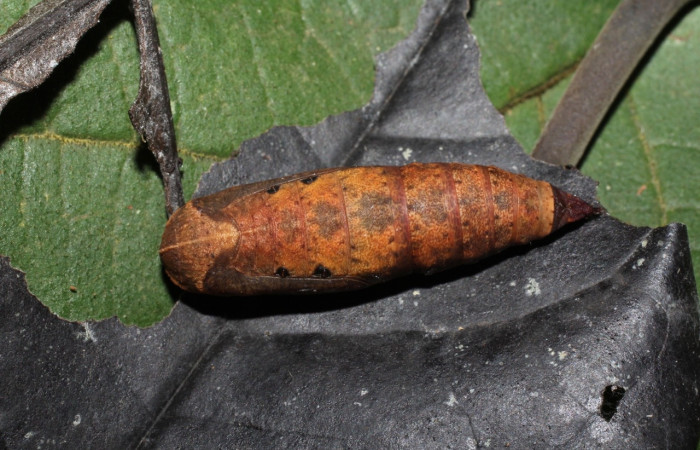 Figura 13. Pupa de <i>Oxydia apidania clarata</i></i>, Geometridae, vista dorsal,  (18-SRNP-20593-DHJ711596).