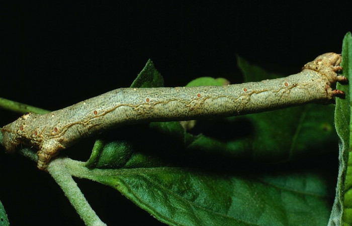 Figura 11. Larva <i>Oxydia apidania</i></i> clarataDHJ01, Geometridae, vista lateral. (82-SRNP-270-DHJ3981).