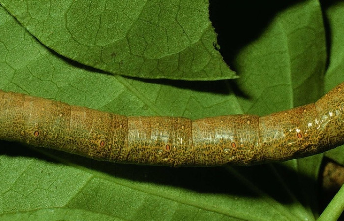 Figura 12. Larva <i>Oxydia apidania</i></i> clarataDHJ01, Geometridae, vista lateral. (95-SRNP-7537-DHJ24714).