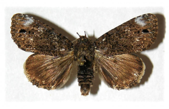 Fig. 9. Vista dorsal, adulto de <i>Cropia connecta</i></i> (Noctuidae). Area de Conservación Guanacaste, Sector Del Oro, Sendero Puertas. (05-SRNP-22022-DHJ314834).