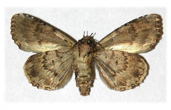 Fig. 10. Vista ventral, adulto de <i>Cropia connecta</i></i> (Noctuidae). Area de Conservación Guanacaste, Sector Del Oro, Sendero Puertas. (05-SRNP-22022-DHJ314835).
