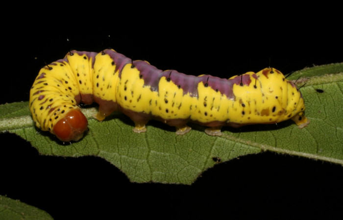 Fig. 2. <i>Cropia</i></i> Poole02 (Noctuidae), larva último estadio. Area de Conservación Guanacaste, Sector San Cristóbal, Sendero Argentina, elevación 520 m.s.n.m. (05-SRNP-3120-DHJ402529.jpg).
